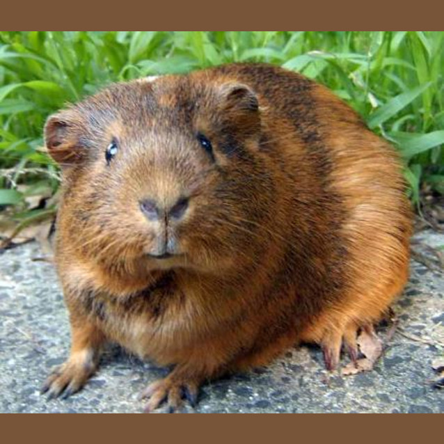 Photo of Gretel