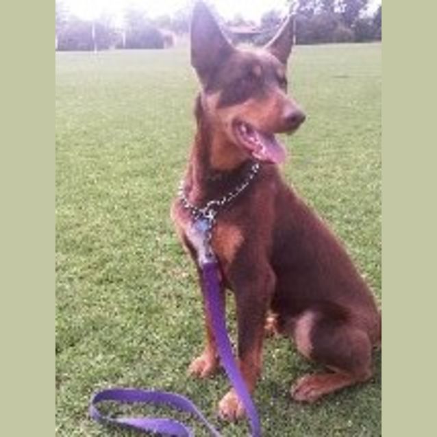 Photo of Rusty