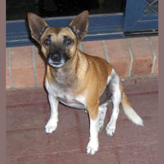 Photo of Buddy