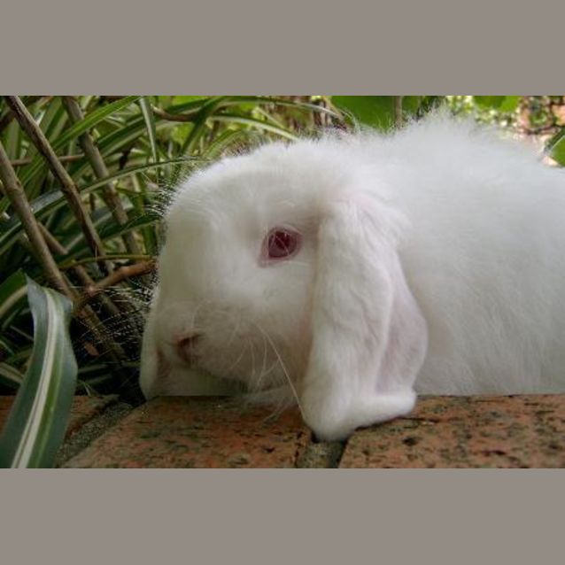 Photo of Muff
