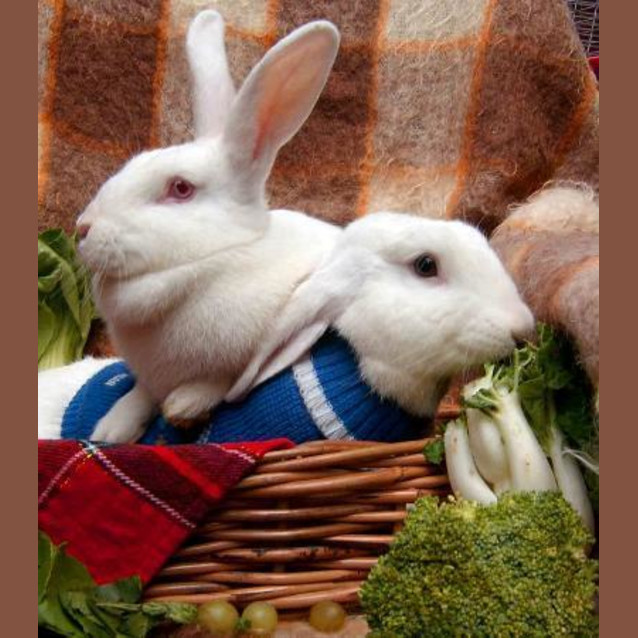 Photo of Mrs And Mr Bun Bun     Large Female And