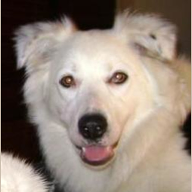 Photo of Dixie