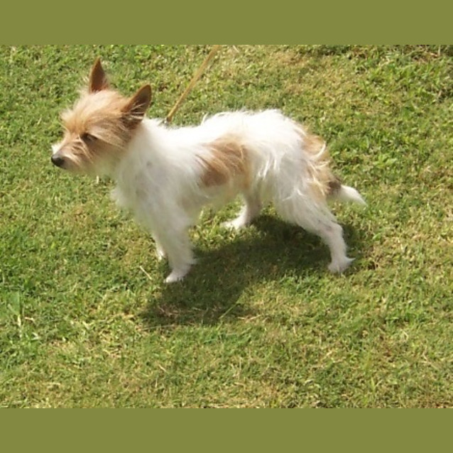 Photo of Petal   On Hold