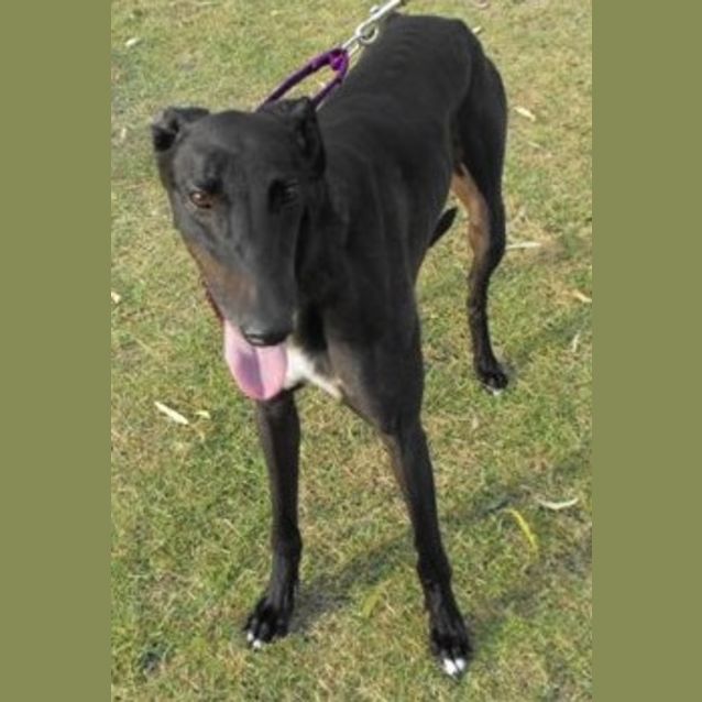 Photo of Buddy