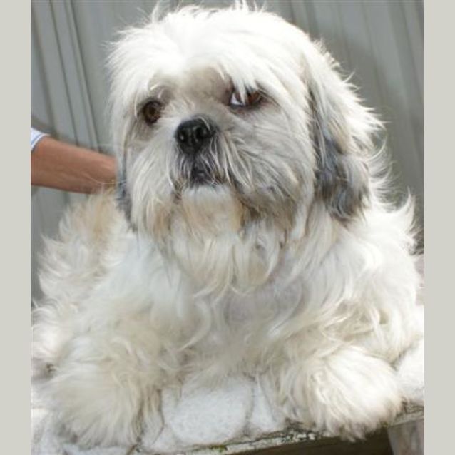 Photo of Tessie