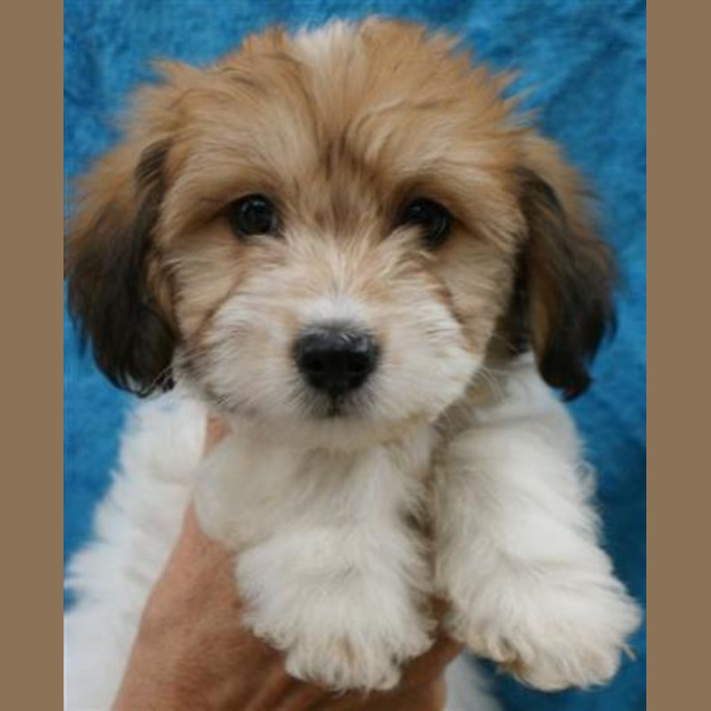 Photo of Paddy