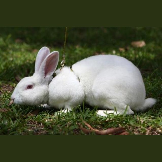 Photo of Pinki