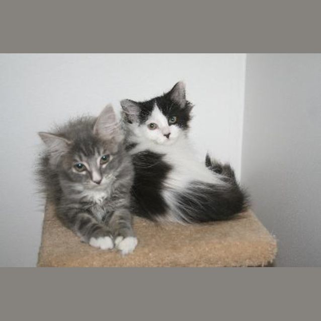 Photo of Starbuck & Roo