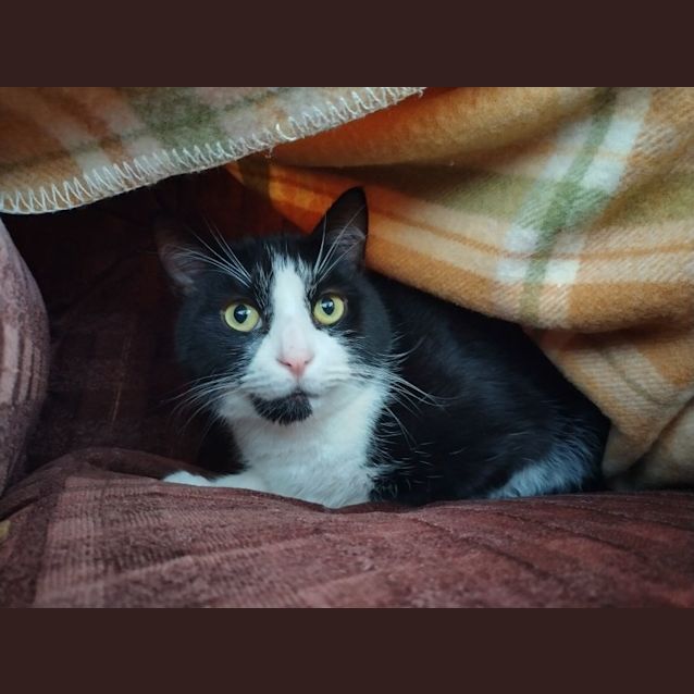 Photo of 🐈 Jake & Elwood 🐈