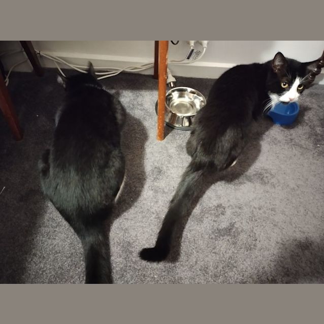 Photo of 🐈 Jake & Elwood 🐈