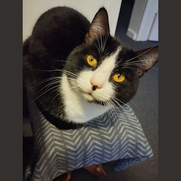 Photo of 🐈 Jake & Elwood 🐈