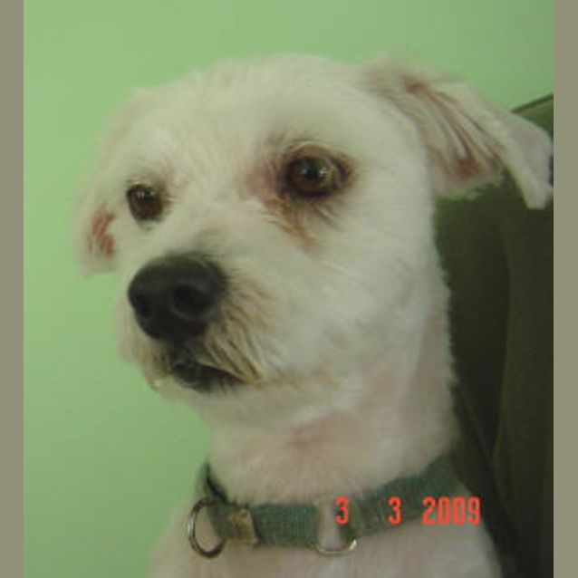 Photo of Snowey