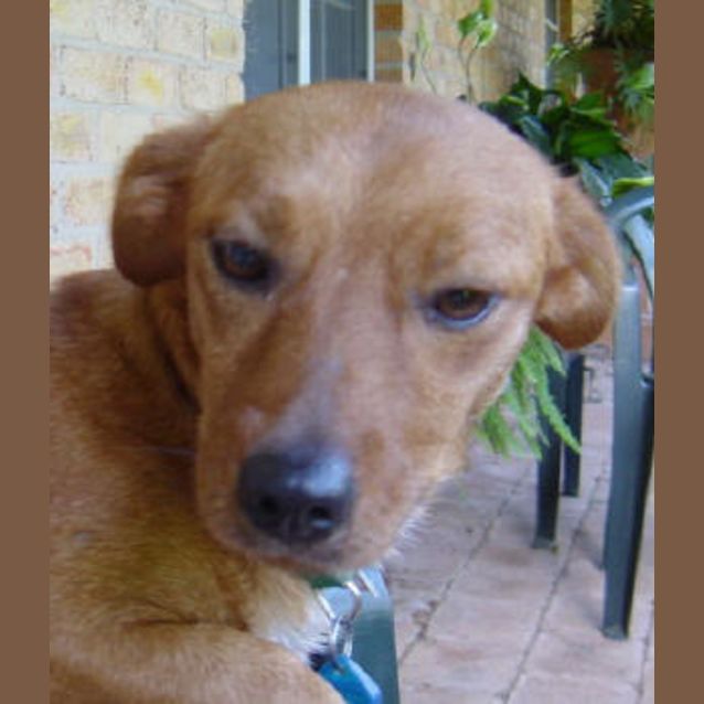 Photo of Paprika