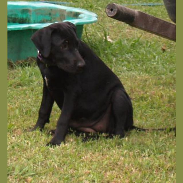 Photo of Sonja   Lab Cross