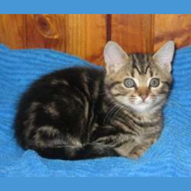 Photo of Tawny