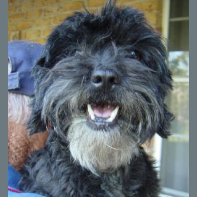 Photo of Blackie