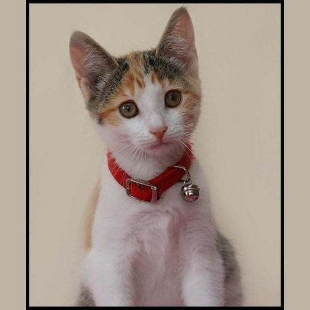 Photo of Rosie