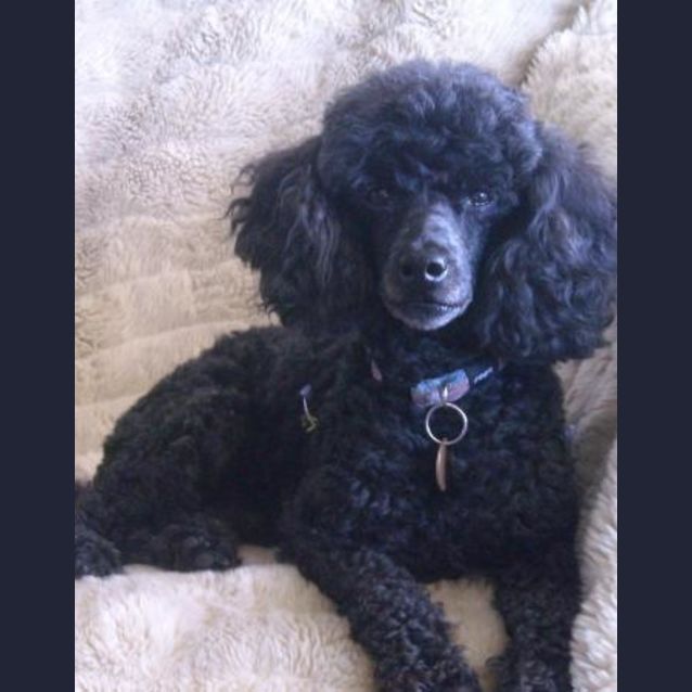 Photo of Miss Truffles