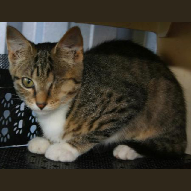 Photo of Amber
