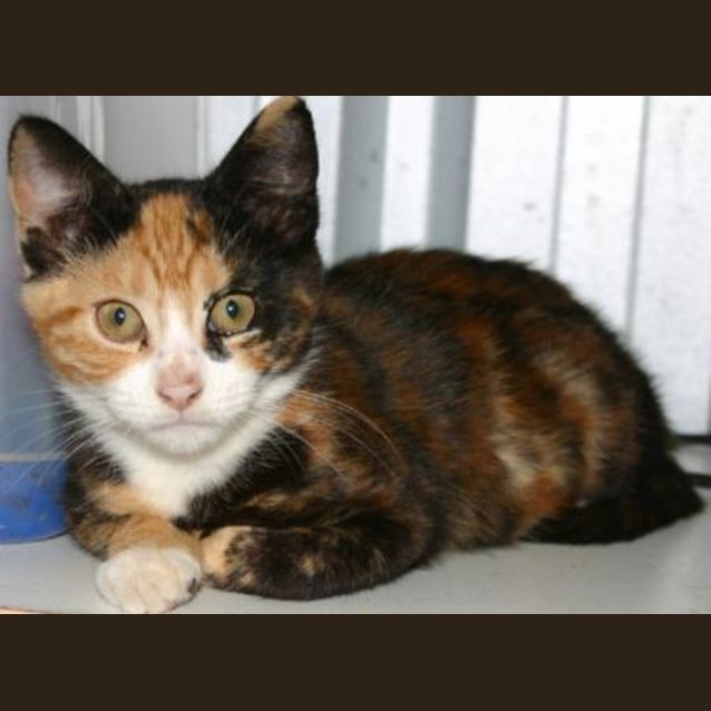 Photo of Patches