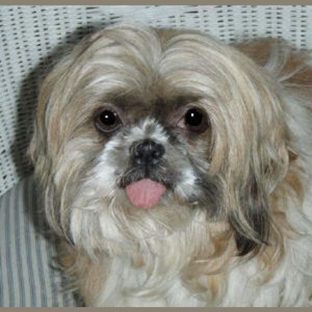 Photo of Gertrude