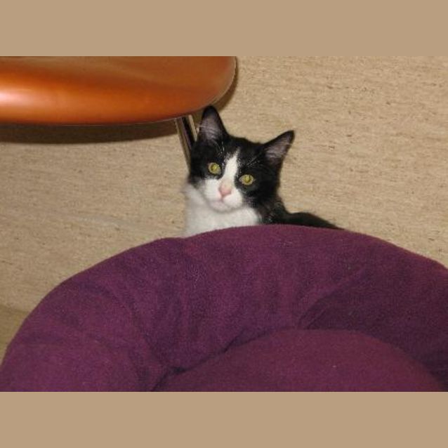 Photo of Jafar