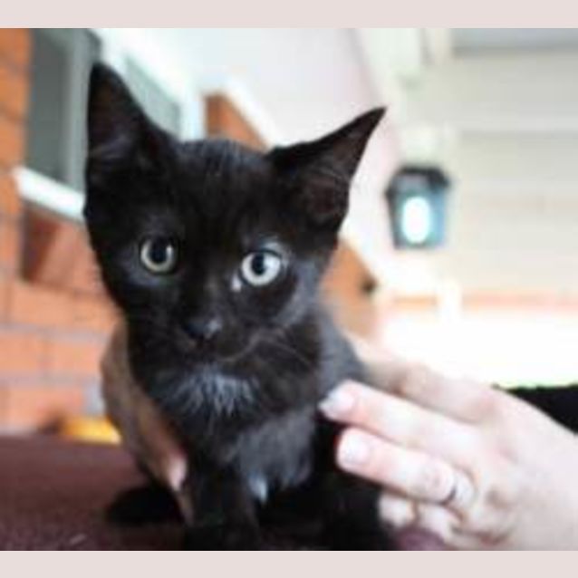Photo of Sooty