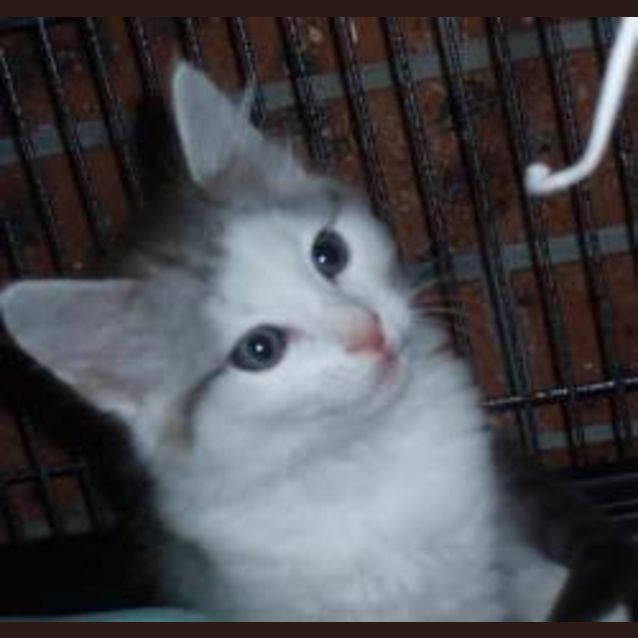 Photo of Scar