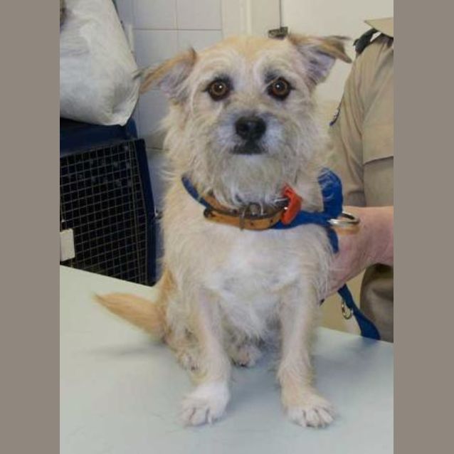 Photo of Scruffy