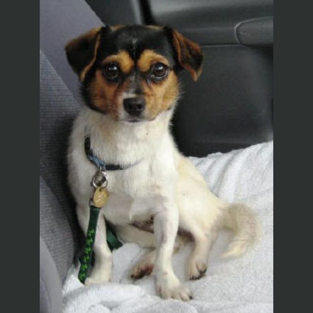 Photo of Pixie