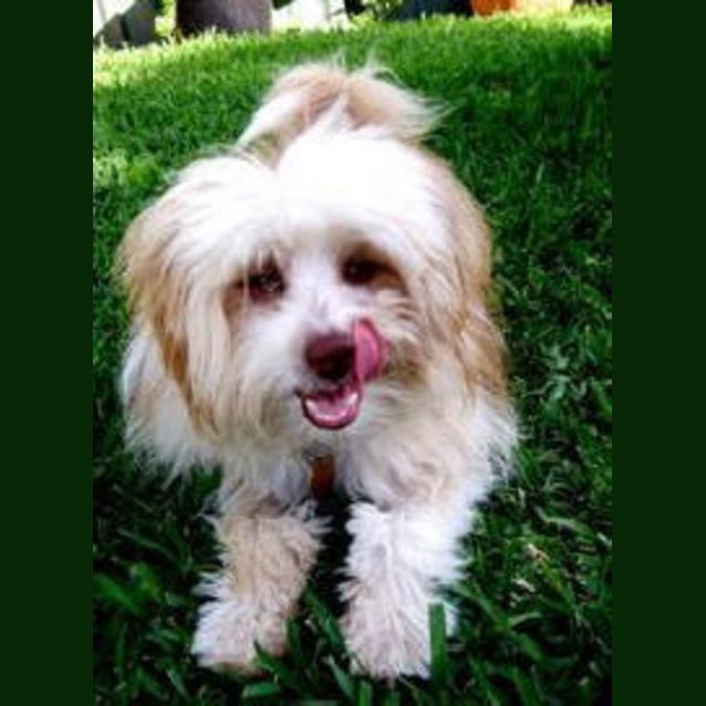 Photo of Yoshi