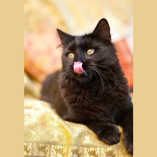 Photo of Arkansas And Detroit