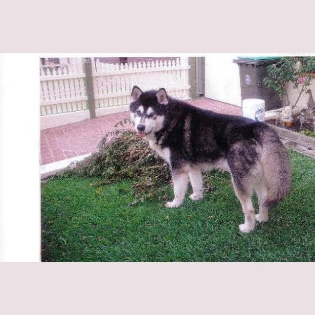 Photo of Oscar