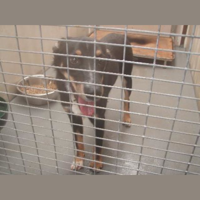 Photo of Urgent Home Needed Kelpie X
