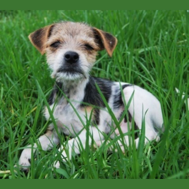 Photo of Benjamin Puppy