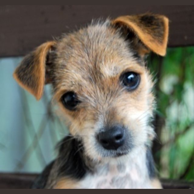 Photo of Benjamin Puppy