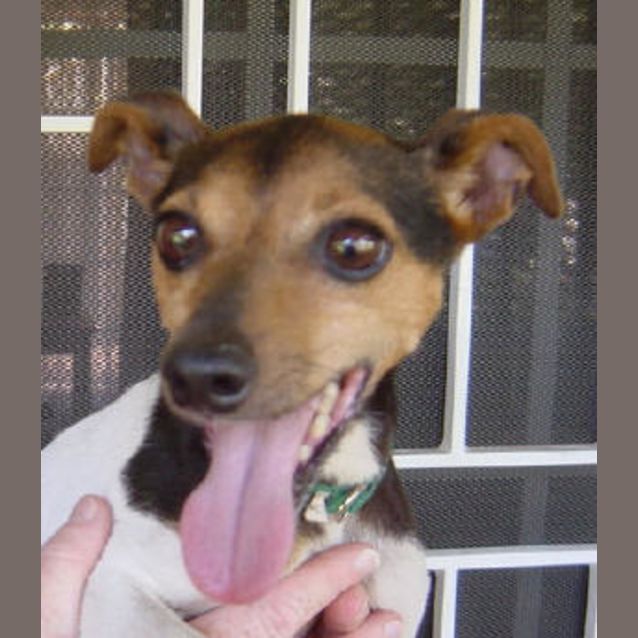 Photo of Peppie