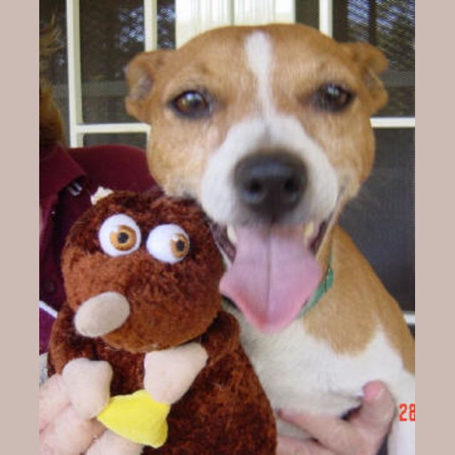 Photo of Scamp