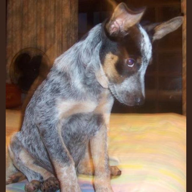 Photo of Bluey