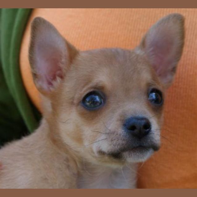 Photo of Hearsa Is Trying A New Home !
