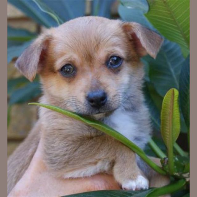 Photo of Horton   I Am Trying A New Home