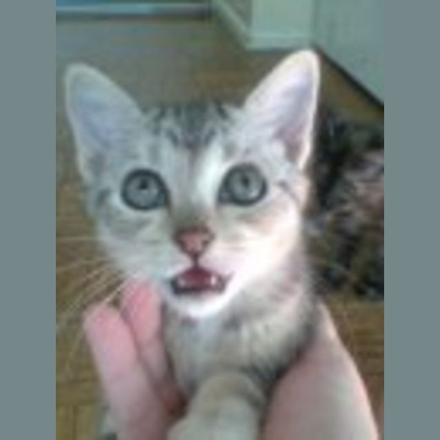 Photo of Silver Tabby Kitten
