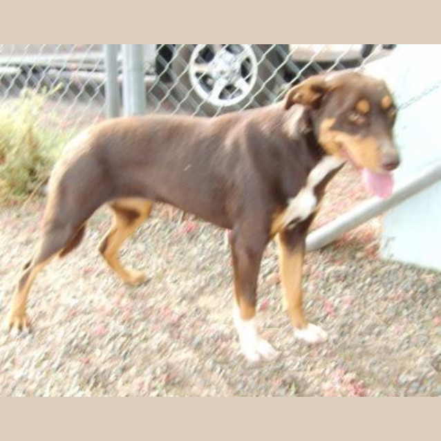 Photo of Brandy