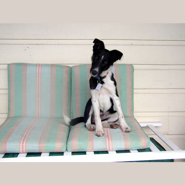 Photo of Moe (On Temp Hold While Getting Training)