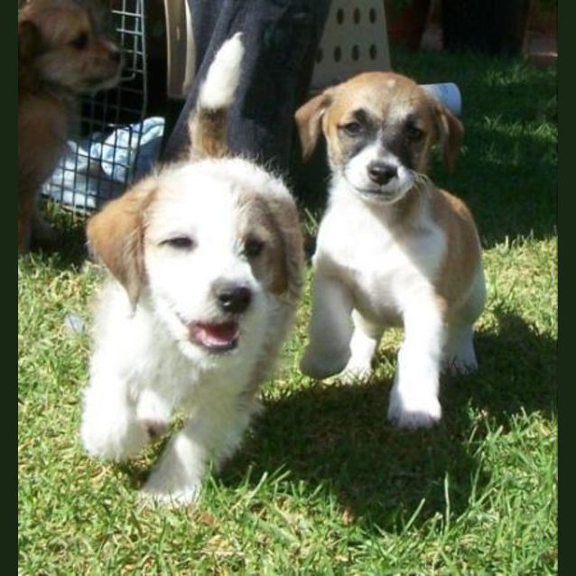 Photo of Buddabean *Adoption Pending*