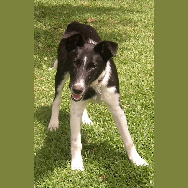 Photo of Moe (On Temp Hold While Getting Training)