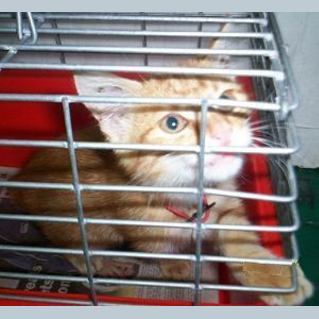 Photo of Kittens