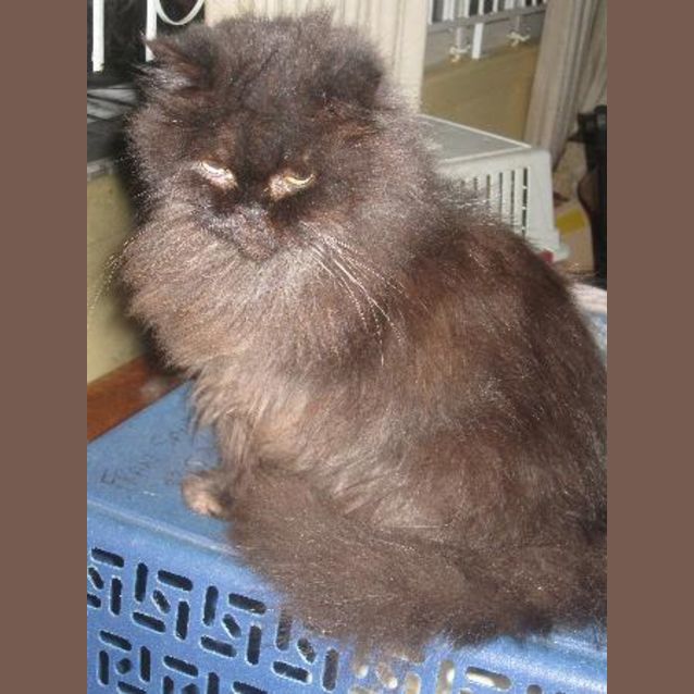 Photo of Mr Moo