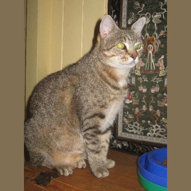 Photo of Missy
