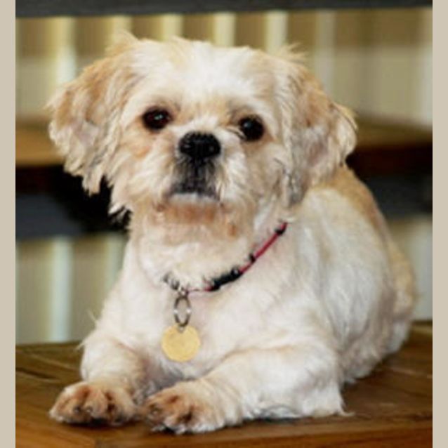 Photo of Coco